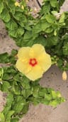 papaya girlのプロフィール画像