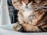 IT catのプロフィール画像