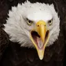 Foto do perfil de Shefa